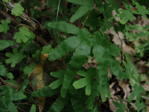 Photo By: Stephen M. Young. Photo taken: Richmond County, NY on 12 September 2006